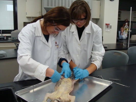 Studying Anatomy & Physiology